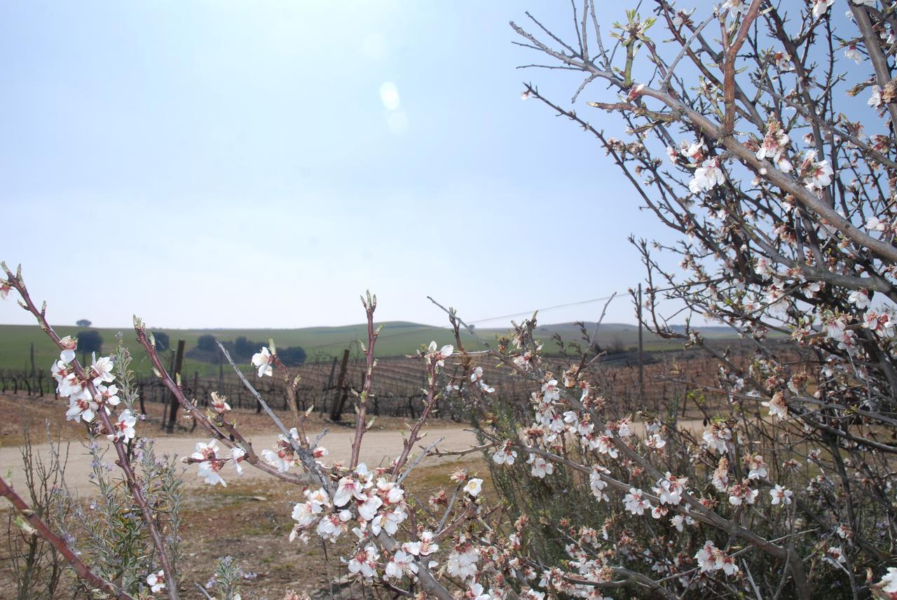 Casa Rural Teso De La Encina Villamor de los Escuderos Eksteriør billede